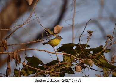 A cute and tiny winter bird on a branch.