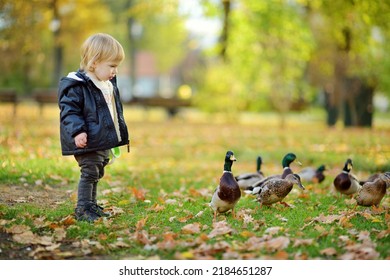 Cute Toddler Boy Feeding Ducks On Autumn Day. Child Feeding Birds Outdoors. Autumn Activity For Little Kids.