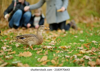 Cute Toddler Boy And His Two Older Sisters Feeding Ducks On Autumn Day. Children Feeding Birds Outdoors. Autumn Activity For Little Kids.