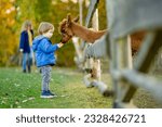Cute toddler boy looking at an alpaca at a farm zoo on autumn day. Children feeding a llama on an animal farm. Kids at a petting zoo at fall. Active leisure children outdoor.