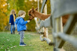 Cute Toddler Boy Looking At An Alpaca At A Farm Zoo On Autumn Day. Children Feeding A Llama On An Animal Farm. Kids At A Petting Zoo At Fall. Active Leisure Children Outdoor.