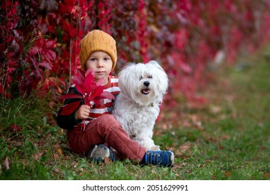 Cute toddler child with leaves, sitting in autumn park with his pet dog