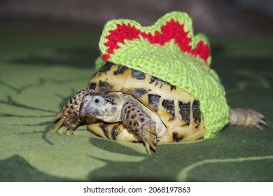 Cute Tortoise Dinosaur Suit Stock Photo 2068197863 | Shutterstock