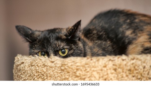 Cute Tortoise Red With A Black Cat