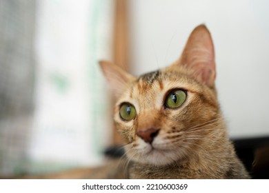 10 244件の さびねこ の画像 写真素材 ベクター画像 Shutterstock