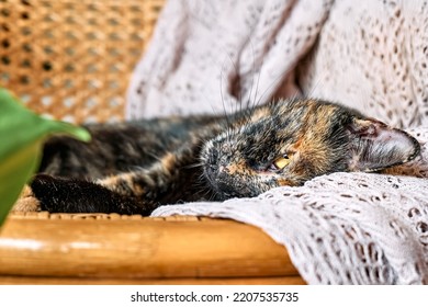 10 250件の さびねこ の画像 写真素材 ベクター画像 Shutterstock