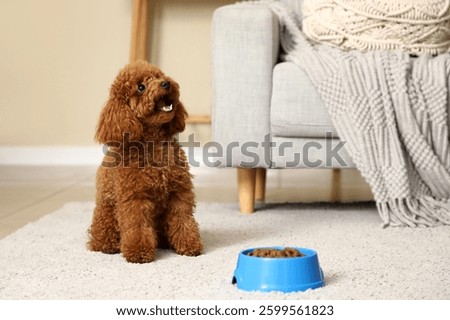 Cute Toy Poodle dog with bowl of food near sofa in living room