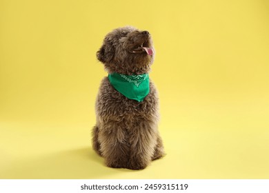 Cute Toy Poodle dog with green bandana on yellow background - Powered by Shutterstock