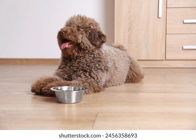 Cute Toy Poodle dog near feeding bowl indoors - Powered by Shutterstock