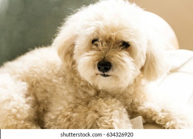 Cute toy poodle lying on the couch relaxing - Shutterstock ID 634326920