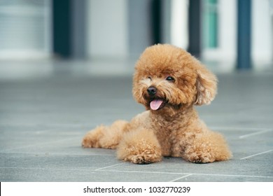 Cute toy poodle resting on concrete floor