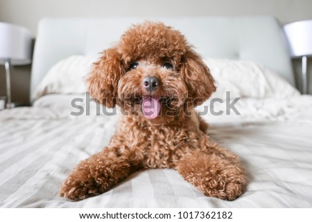 Cute Toy Poodle resting on bed
