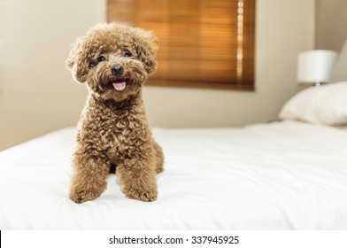 Cute Toy Poodle sitting on bed