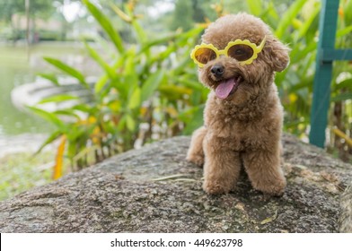 Cute Toy Poodle wearing Sunglasses Outdoor