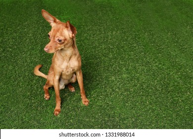 Cute Toy Terrier On Artificial Grass, Space For Text. Domestic Dog