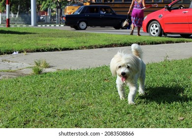 Cute Tray White Dog Walks In Park In Havana Cuba, With Lada Car And School Bus In Background