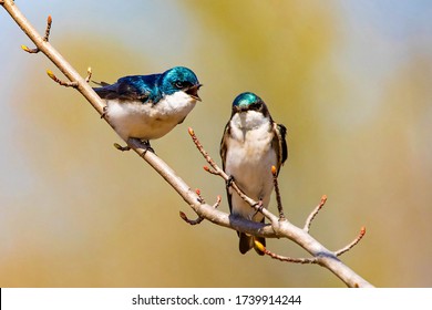Cute tree swallow birds couple mating close up portrait in spring day