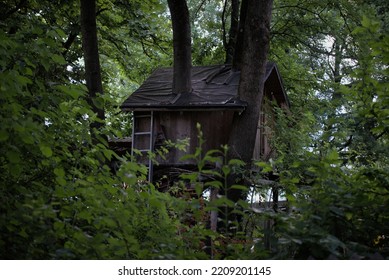 Cute Treehouse Build Out Of Wood On Three Tall Trees