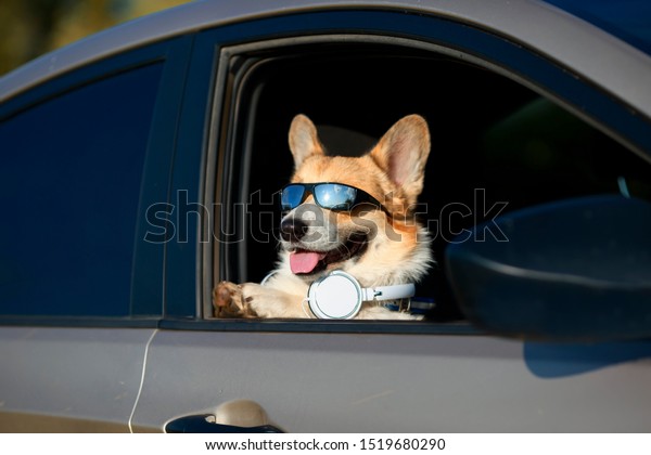  cute trendy red Corgi dog\
puppy stuck his snout in sunglasses and headphones out the car\
window and is quite smiling during the road to travel in summer\
vacation