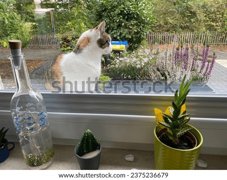 Cute tricolor calico cat sits on the windowsill in front of the window