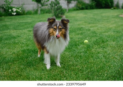 Cute tricolor dog sheltie is playing with toy ball in the garden on green grass. Happy playful shetland sheepdog - Powered by Shutterstock