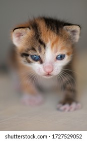 三毛猫图片 库存照片和矢量图 Shutterstock