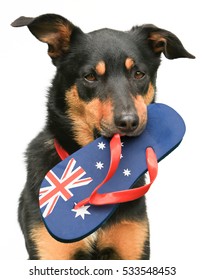 Cute tricolour Kelpie (an Australian breed of sheep dog) holding an Australian flag thong in its mouth, on a white background. 
