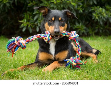 Cute tricolour Kelpie dog (an Australian breed of sheep dog) lying on grass holding a colourful rope toy in its mouth.