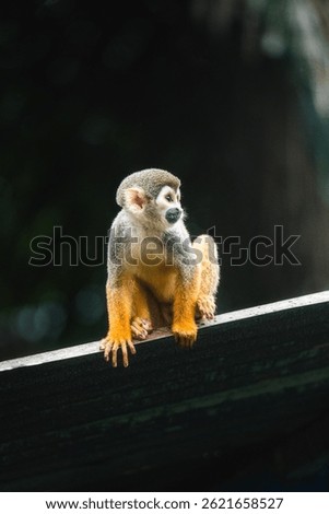 Cute Tropical Monkey in Tropical Forest - Amazonas, Colombia	