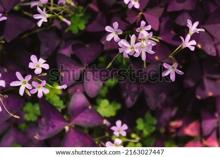 Cute tropical purple Oxalidaceae little violet flowers in botany photography