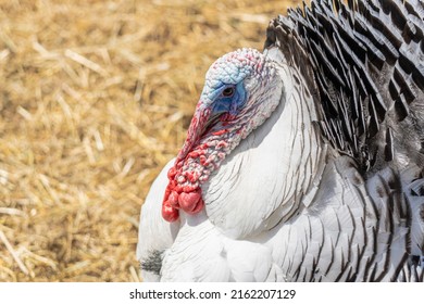 Cute Turkey At Family Petting Zoo