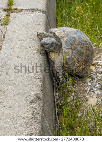A cute turtle trying to get over a tricky curb.