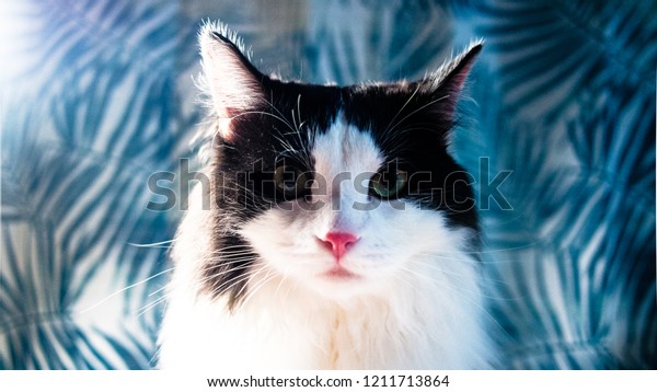 Cute Tuxedo Cat Black White Kitten Stock Photo Edit Now 1211713864