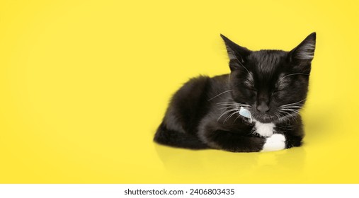 Cute tuxedo kitten sleeping on colored background. Full body little kitty sleeping or dozing after playing. 8 weeks old, male, black and white short hair cat. Selective focus. Yellow background.