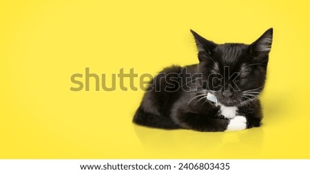 Cute tuxedo kitten sleeping on colored background. Full body little kitty sleeping or dozing after playing. 8 weeks old, male, black and white short hair cat. Selective focus. Yellow background.