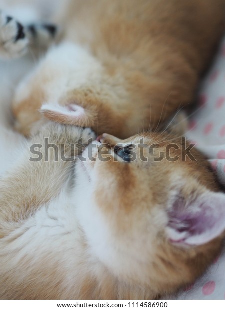 Cute Two Black Golden British Shorthair Stock Photo Edit Now