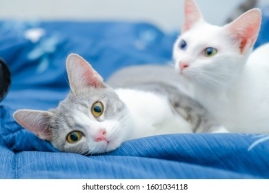 cute two cat playing on bed