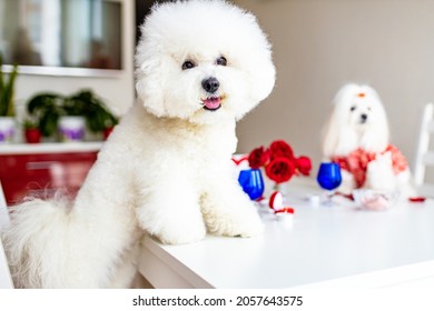 Cute Two Funny White Dogs Are Sitting At Served Dining Table Indoors Getting Date