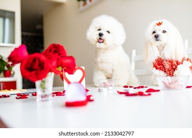 Cute Two Funny White Dogs Are Sitting At Served Dining Table Indoors Getting Date