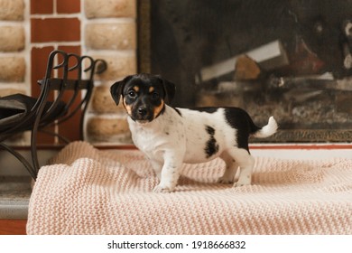 cute two month old puppy jack russell terrier near fireplace