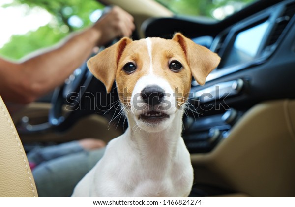 Cute two months old Jack Russel terrier puppy with\
folded ears inside the car. Small adorable doggy with funny fur\
stains.  