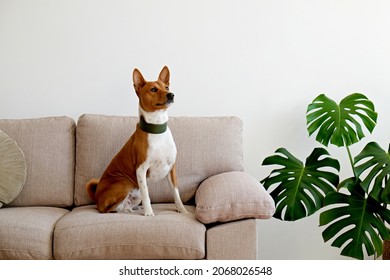 Cute Two Year Old Basenji Dog With Big Ears Sitting On Beige Textile Couch. Small Adorable Doggy With Funny Fur Stains, Wearing Green Leather Collar At Home. Close Up, Copy Space, Background.