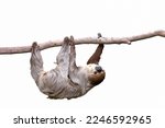 Cute two-toed sloth hanging on tree branch isolated on white background.