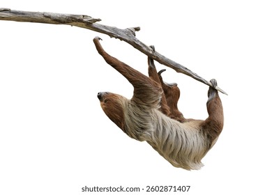Cute two-toed sloth hanging on tree branch isolated on white background with clipping path.