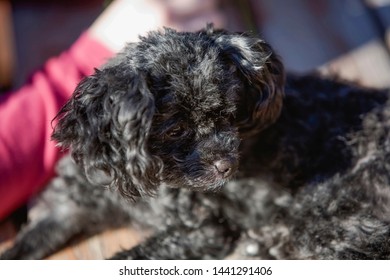 Cute Ugly Adoreable Little Black Dog Mut Mixed Breed Canine