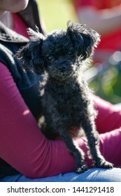 Cute Ugly Adoreable Little Black Dog Mut Mixed Breed Canine 