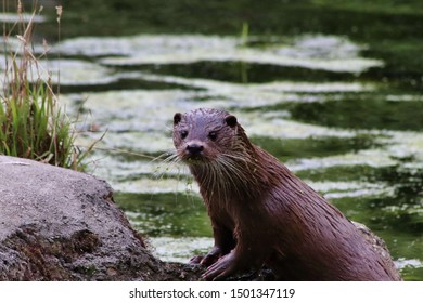 Cute UK Brown River Otter