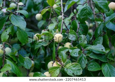 Cute, unripe plums on the tree. Low depth of field. Romantic image of a green, unripe plum on a tree. Dark green natural background with fruits. plum cultivation concept. Young fruits of a plum tree. 