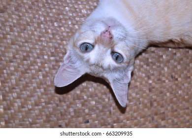 Cute upside down cat