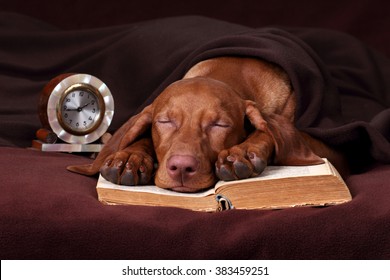 Cute Vizsla dog with a book and a clock sleeping under a blanket